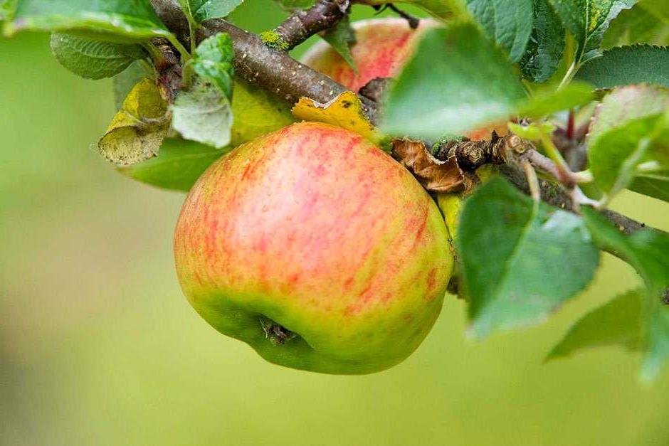 How to choose and plant an apple tree