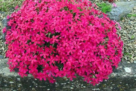 Phlox douglasii ‘Red Admiral’