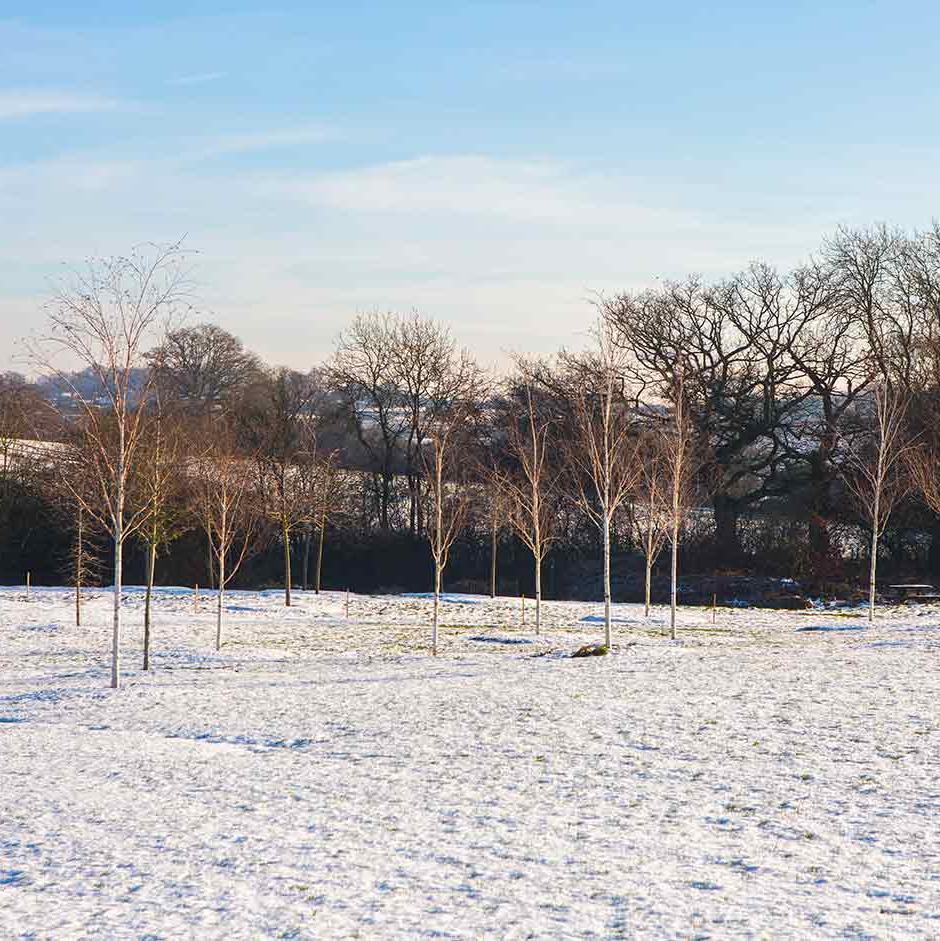 Windbreaks and shelterbelts