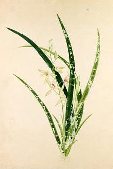 Watercolour of Cymbidium ensifolium from the 19th century album Plantae Icones Japonicae