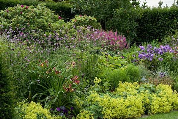 Discover perennials