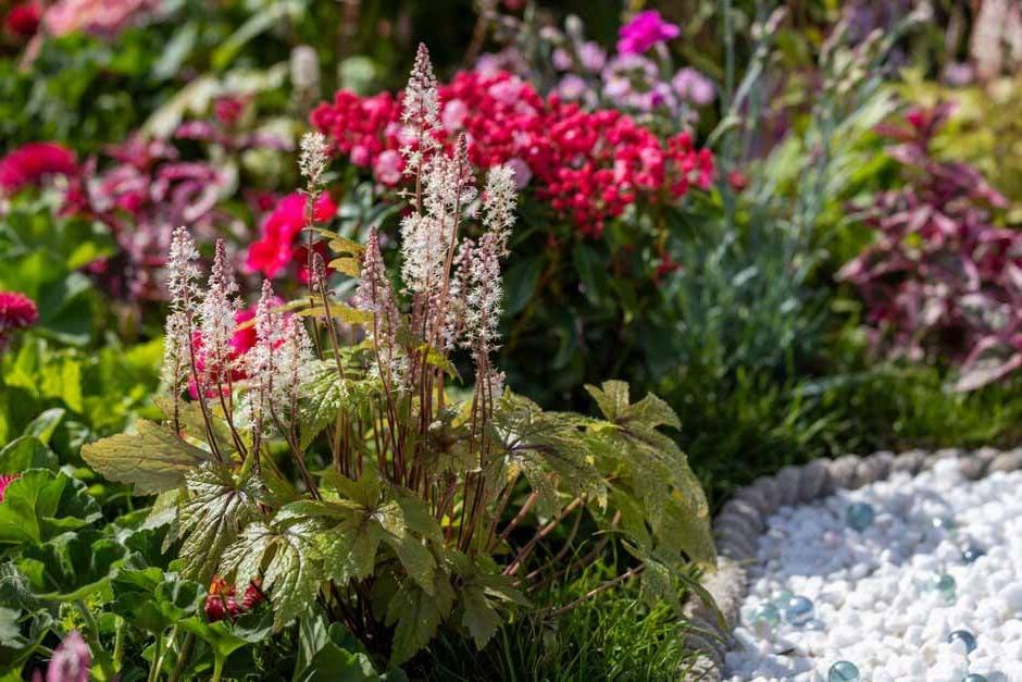 Tiarella on Defying Gravity School Garden Challenge at RHS Malvern Spring