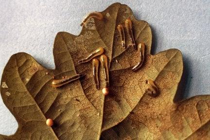 Oak slug sawfly (<EM>Caliroa annulipes</EM>) on Oak (<EM>Quercus</EM> sp.)