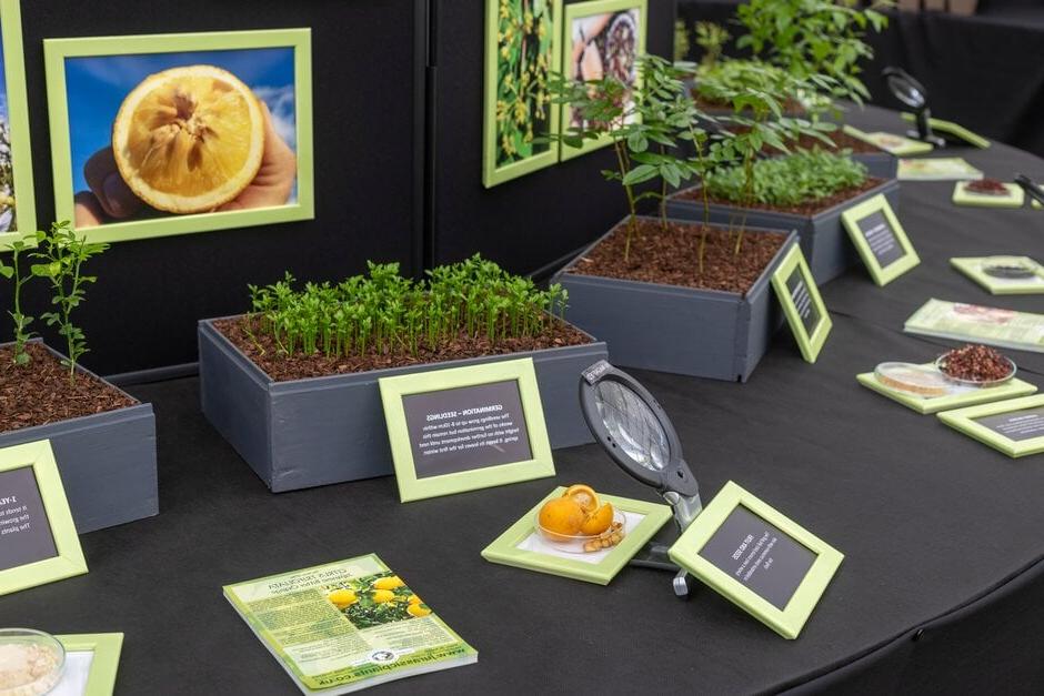 Jurassic Plants at RHS Malvern Spring