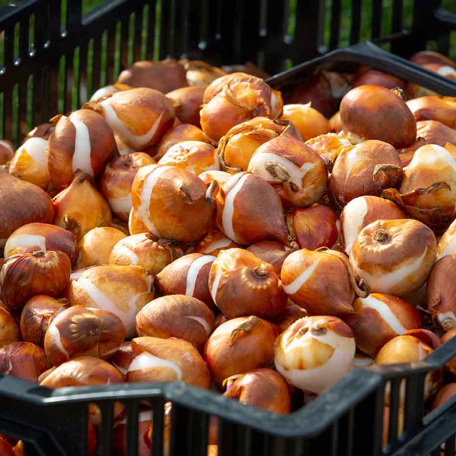 Bulbs ready to plant