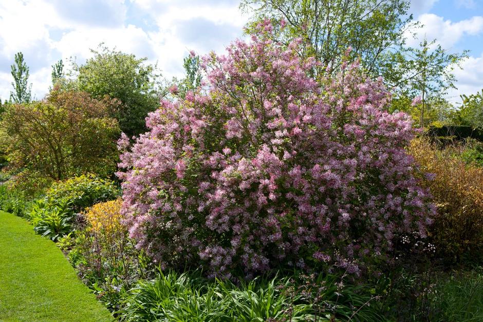 Plant your shrub in a spot where it will have plenty of space to grow and flourish over the coming years