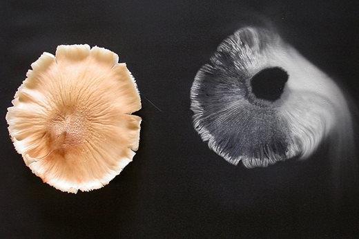 Honey fugus spore print (click to enlarge)