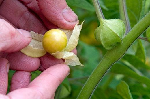 Physalis peruviana berries