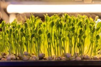 Microgreen Growtainer display