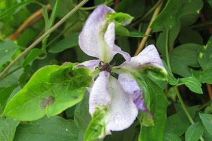 Clematis green petal