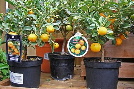 Citrus can't be brought back from the Canary Islands, Norway and Turkey, for example, without official approval. Credit: RHS/Advisory