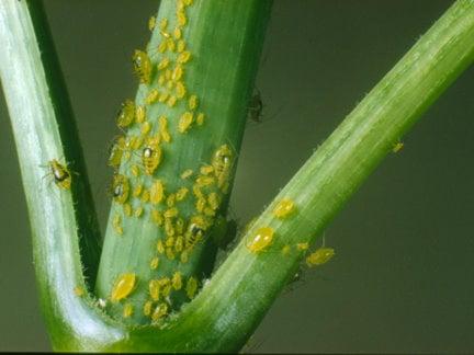 Mottled arum aphid on dahlia