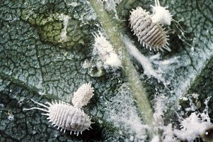 Mealybugs. Image: RHS, Horticultural Science