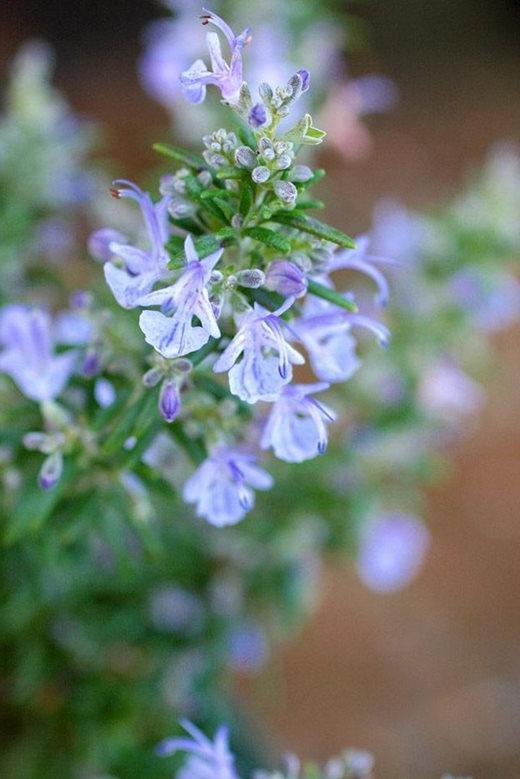 Rosmarinus officinalis