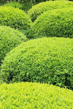 Buxus sempervirens