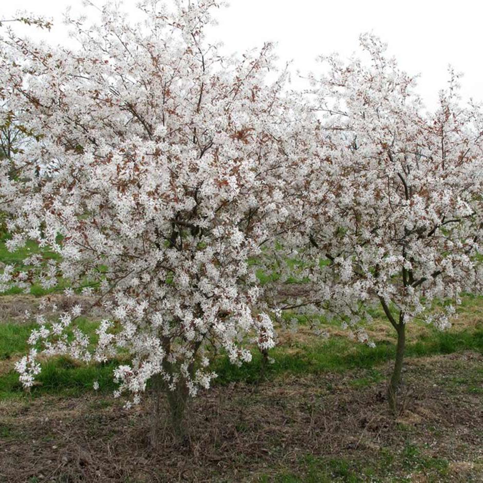 Many Amelanchier trees are perfect for smaller gardens