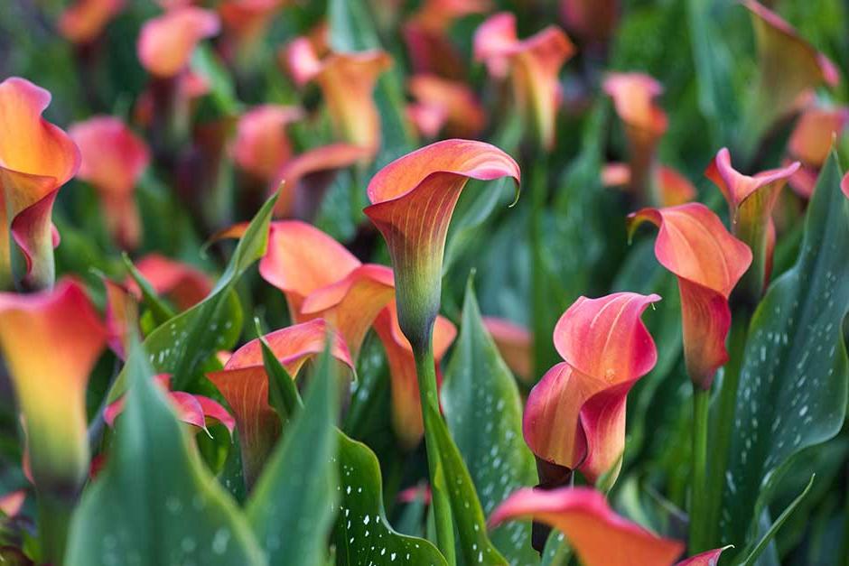 Discover zantedeschia