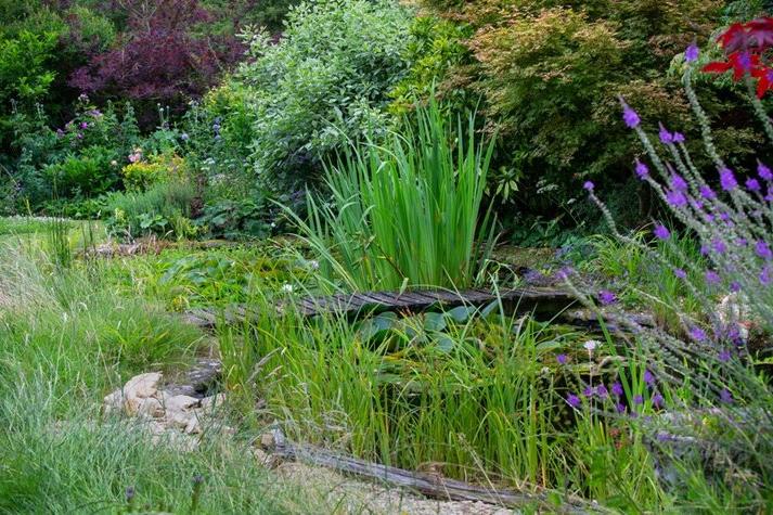 A biodiverse garden containing a wildlife pond