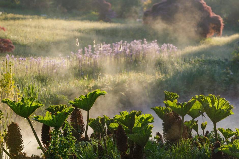 Water vapour above a patch of Gunnera at RHS Garden Wisley