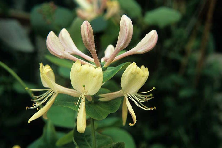 Discover shrubby honeysuckle