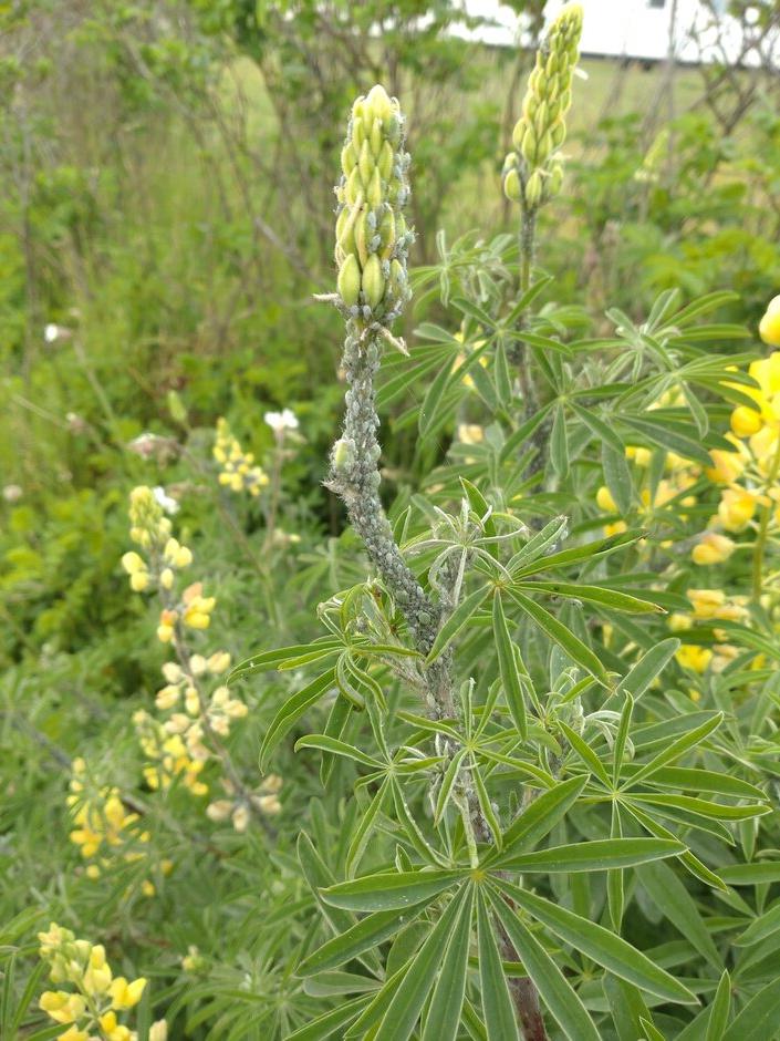 Lupin aphid (<i>Macrosiphum albifrons </i>) 