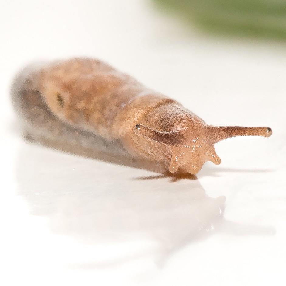 Grey garden slug <i>Deroceras reticulatum</i>