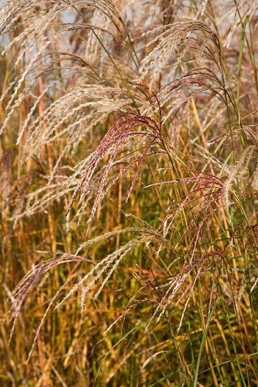 Miscanthus 'Flamingo'