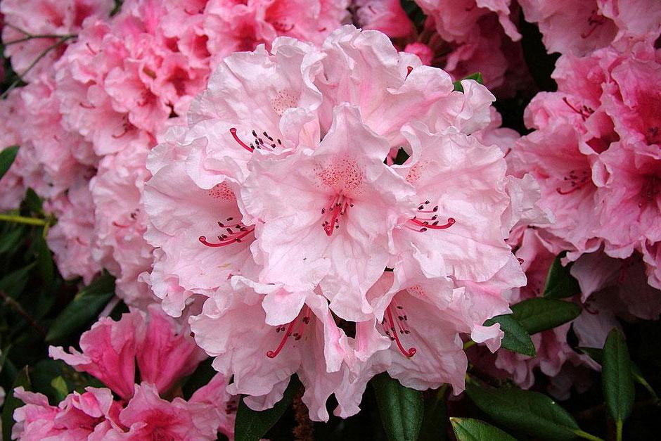 Read 'Rhododendron century' by RHS Executive Vice President Jim Gardiner