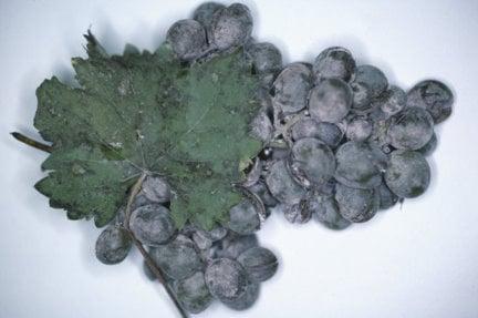 Grape powdery mildew on leaf and fruit.