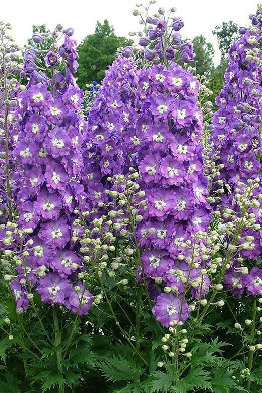 delphiniums