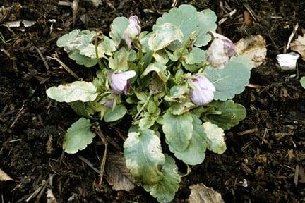 Pansy downy mildew