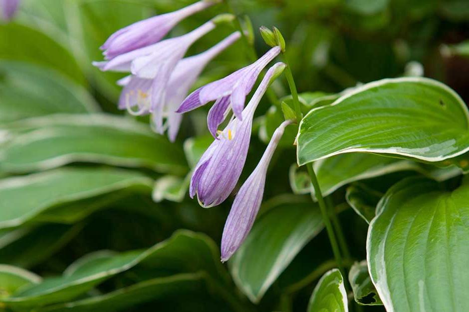 Discover hostas