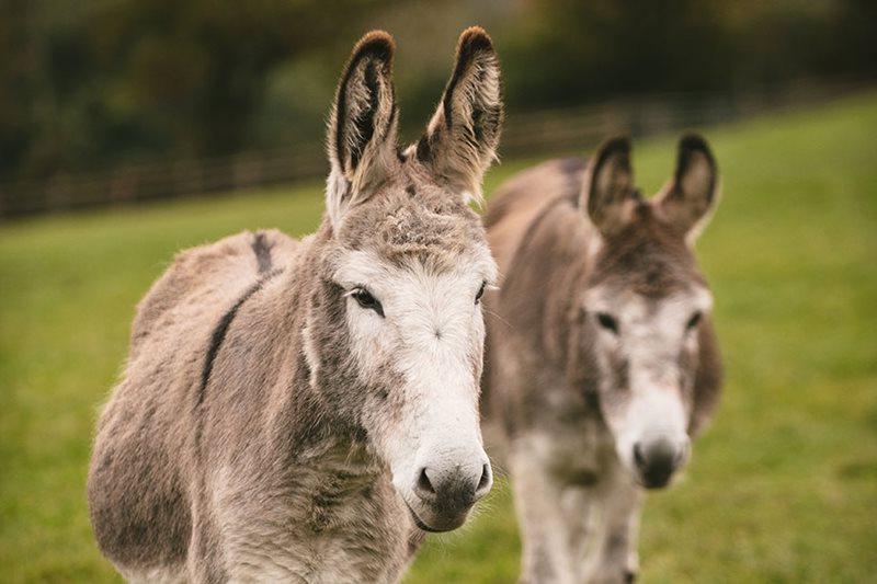 Two donkeys in a field, image by The Donkey Sanctuary