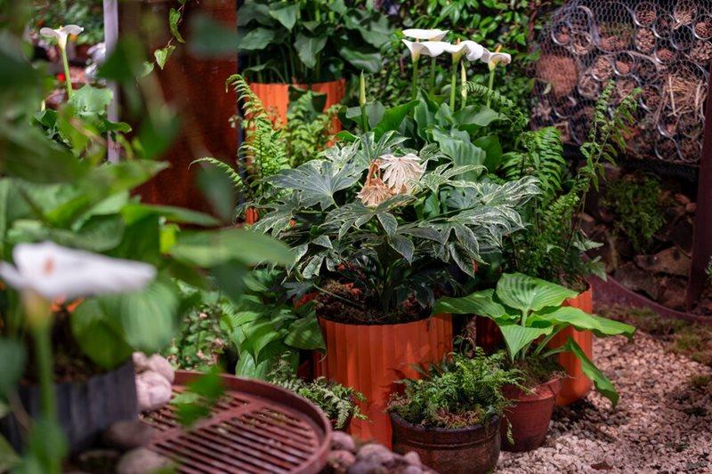 Shade planting in containers