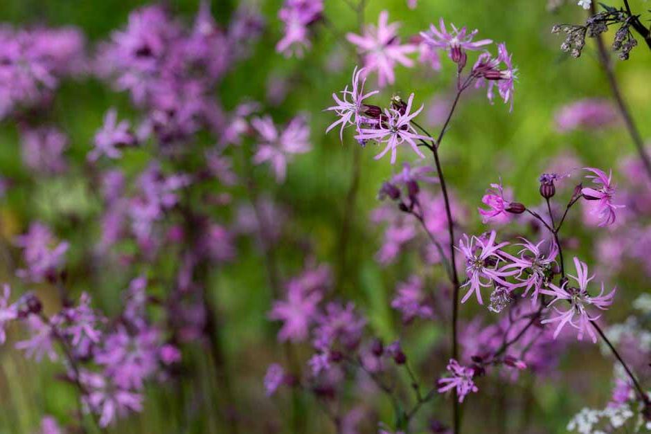 Lychnis flos cuculi on The Cotswold Garden