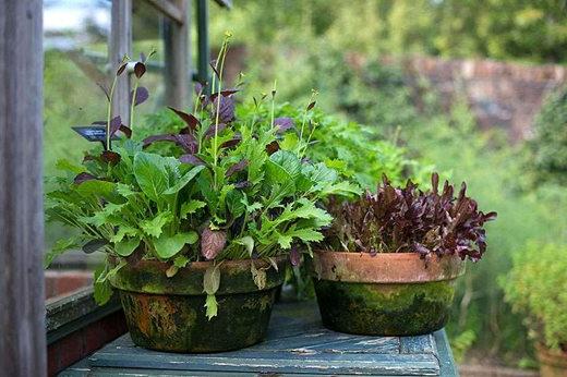 lettuce in containers