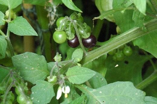 Wonderberry. Image: jungleseeds.co.uk