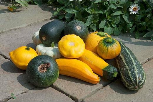 marrows, courgettes