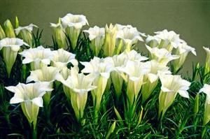 Gentiana sino-ornata 'Purity'