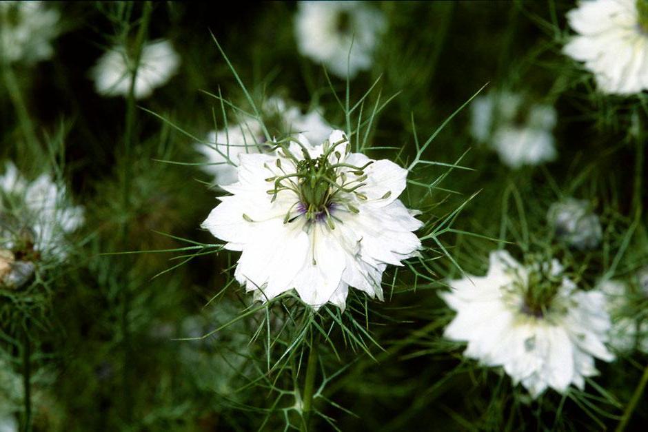 Nigella