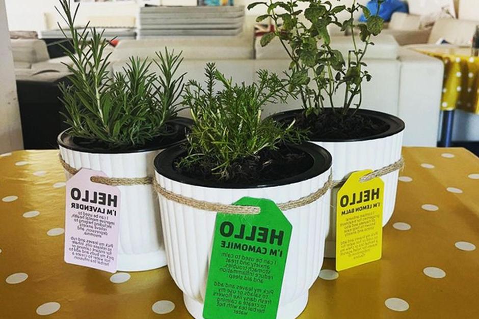 Download your own plant labels to share your seedlings