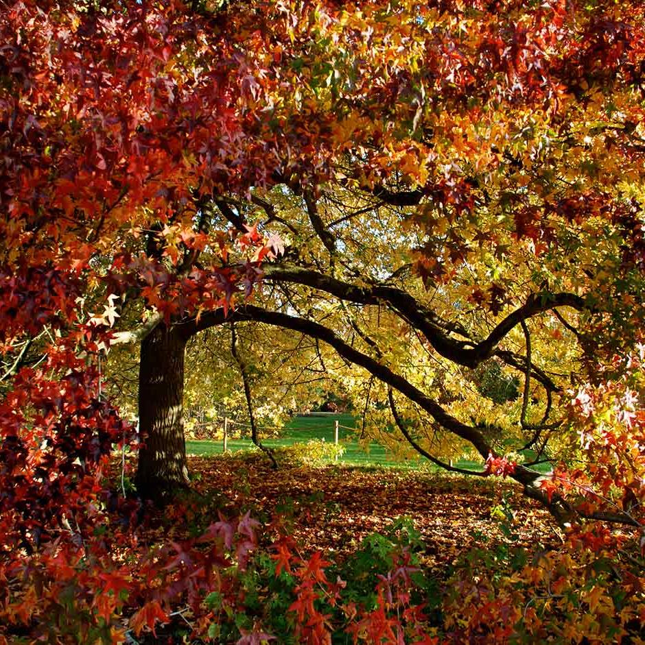 Liquidambar has impressive autumn colour.