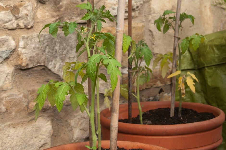 Staking newly planted tomatoes in pots outdoors