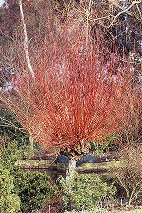 Pruning a willow can produce vibrant stems that look good in winter.