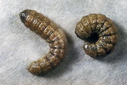 Cutworm - turnip moth (<EM>Agrotis segetum</EM>)