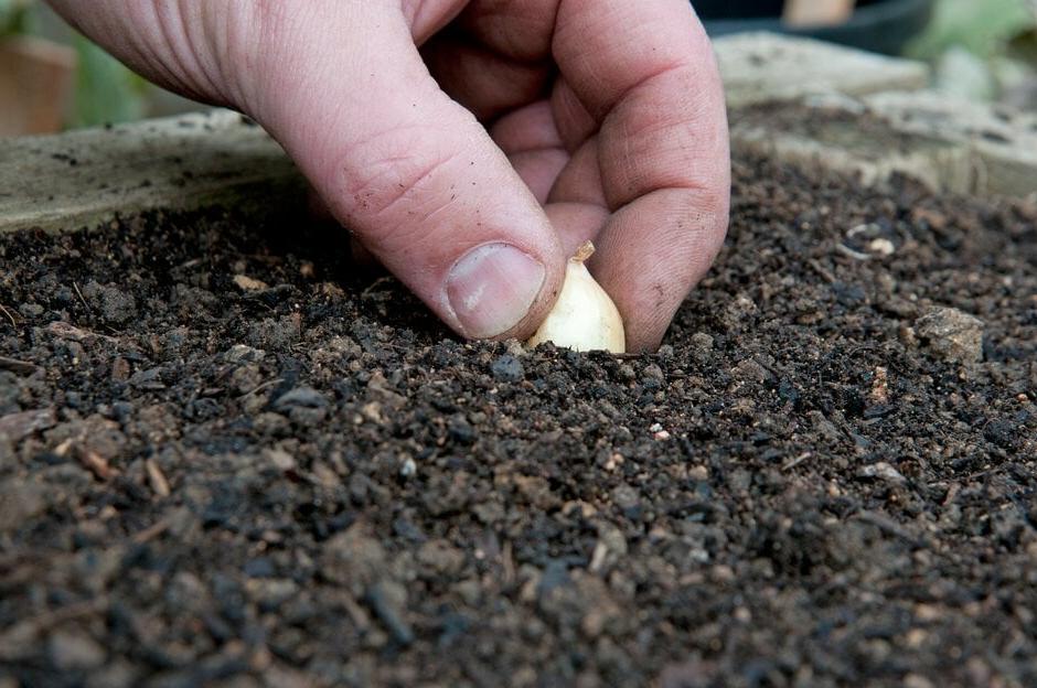 A person planting onion sets in a raised bed