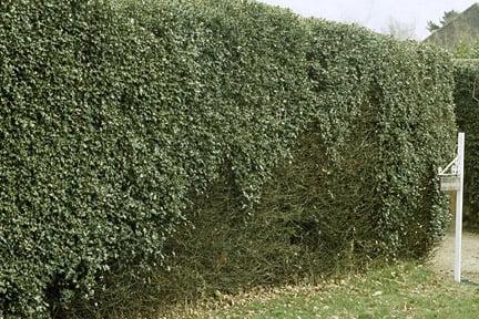 Holly blight in hedges causes arches of defoliation.