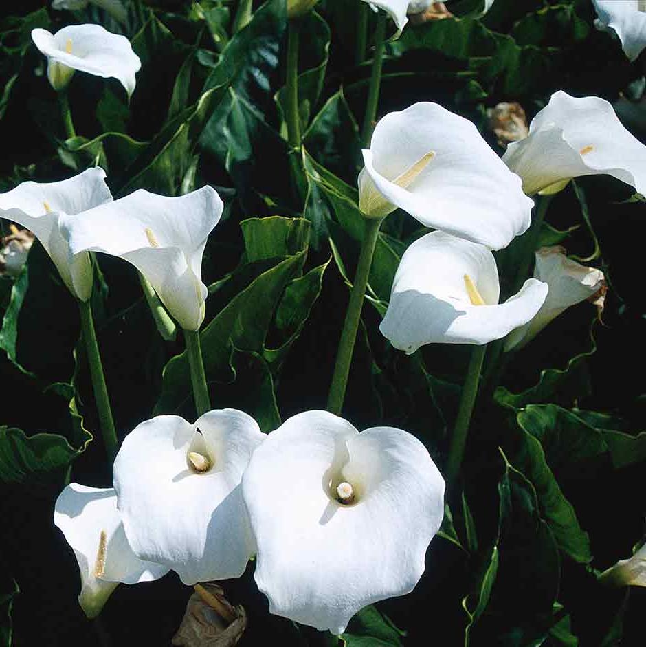 Zantedeschia aethiopica AGM is a good choice for wet soils