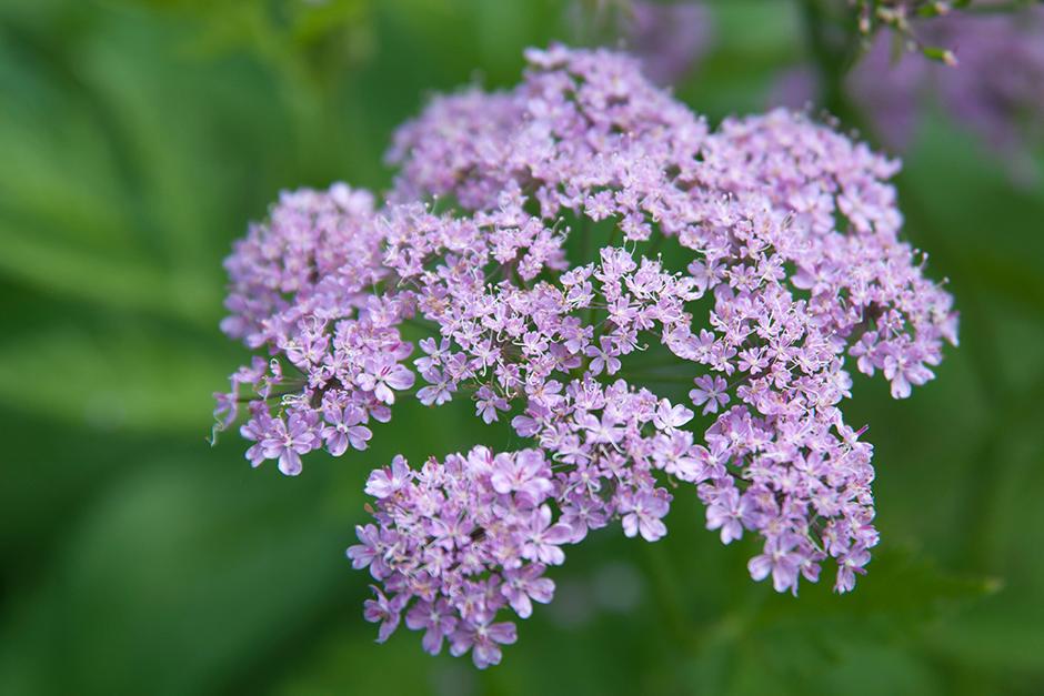 Key plants in the garden