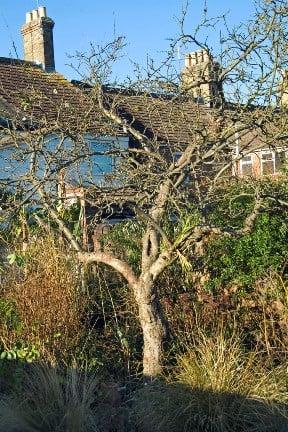 Apple tree in garden